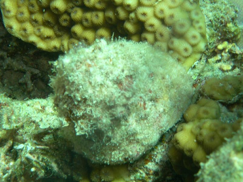 SAFAGA 07  2008 125.jpg